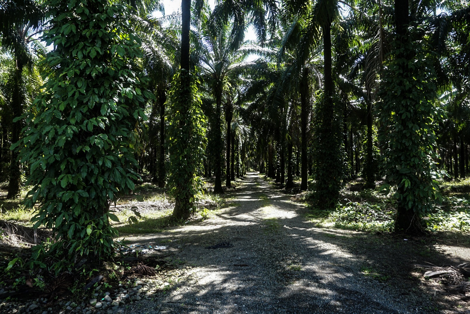 palmenplantage palmoel costa rica